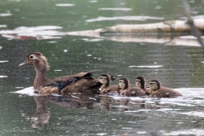 Wood Ducks