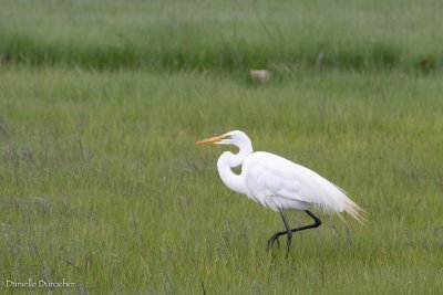 Great Egret