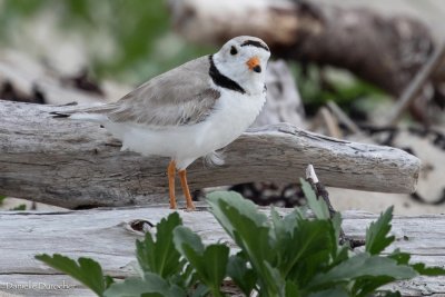Piping plover