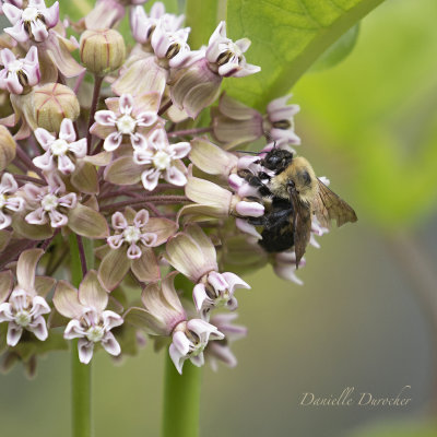 happy bee!