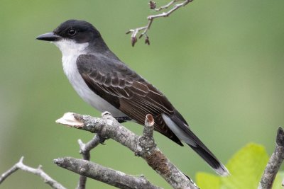 eastern king bird