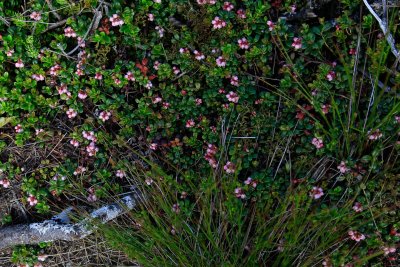 alpine azalea