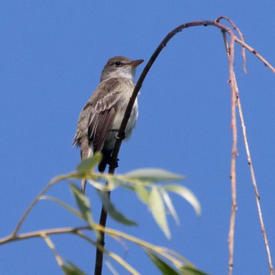 willow flycatcher