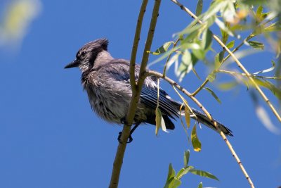 young blue jay