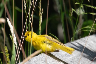 young yellow warbler
