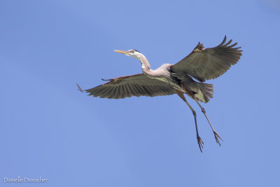 Great Blue Heron