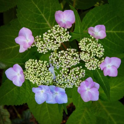 twist and shout hydrangea