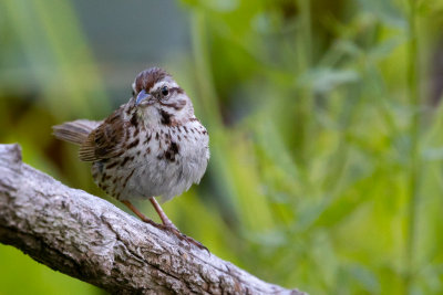 Song Sparrow