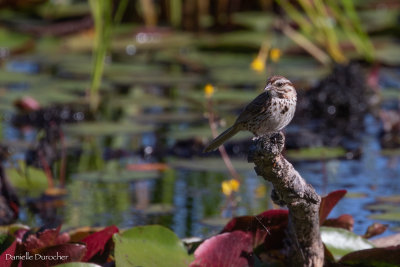 Song Sparrow
