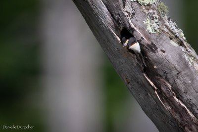 Tree Swallows