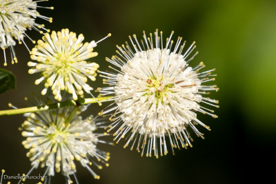 Button Bush