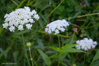 _MG_2304.jpg