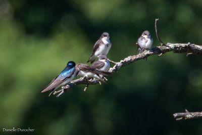 Tree Swallows