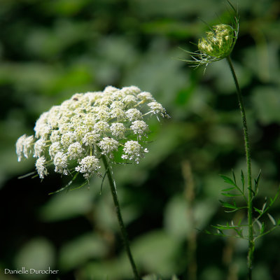Queen Annes Lace
