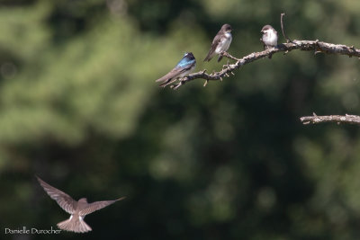 Tree Swallows
