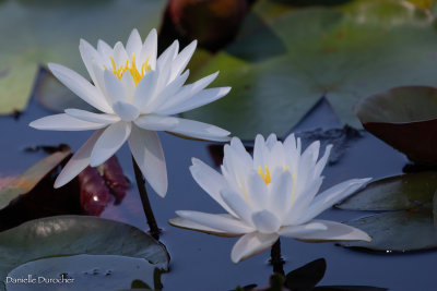 Waterlillies