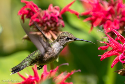 Ruby Throated Hummingbird (f)