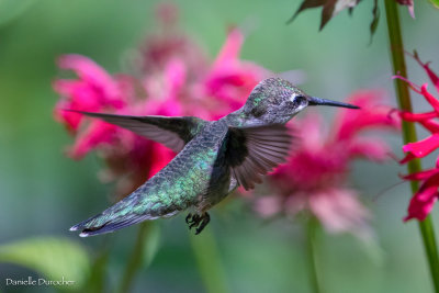 Ruby Throated Hummingbird (f)