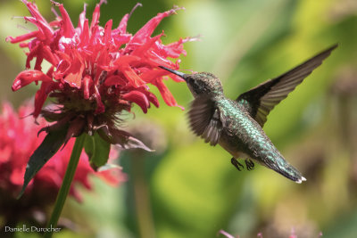 Ruby Throated Hummingbird (f)