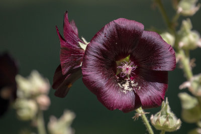 Hollyhocks