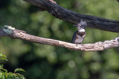 Belted Kingfisher