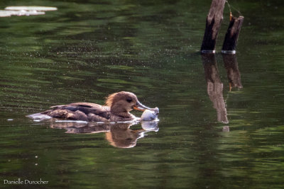 Hooded Merganser