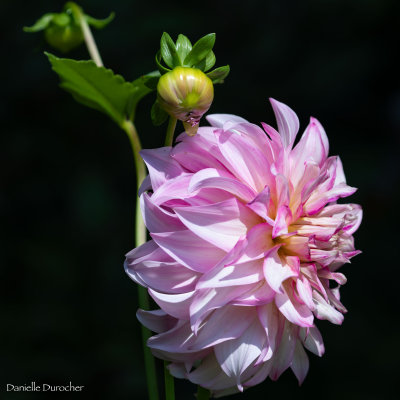 Punk dahlia