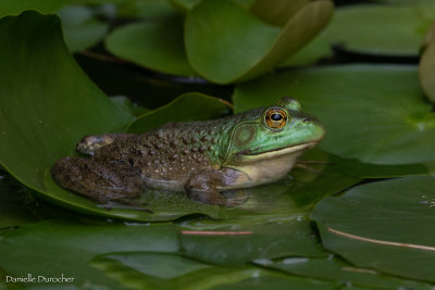 Garden pond frog