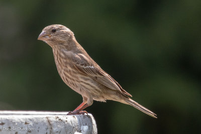 House finch