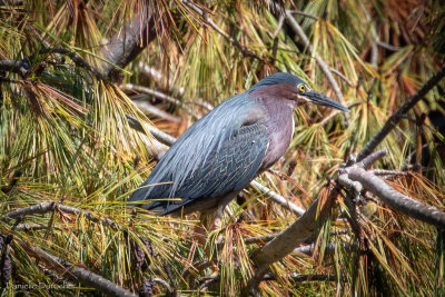 green Heron