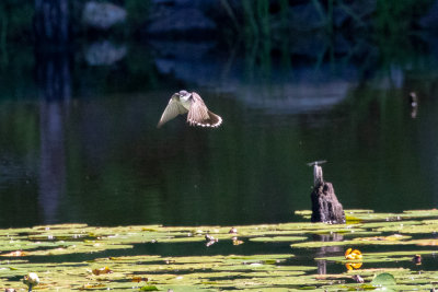 Eastern Kingbird