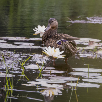 Mallard