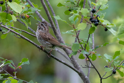 Song Sparrow