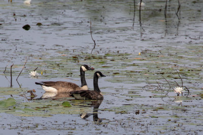 Canada Geese