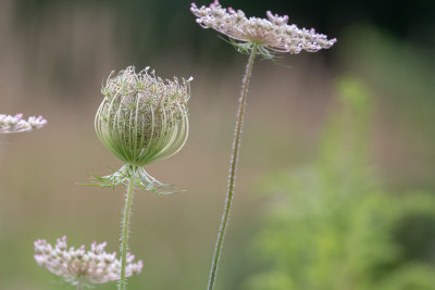 Queen Anne's Lace