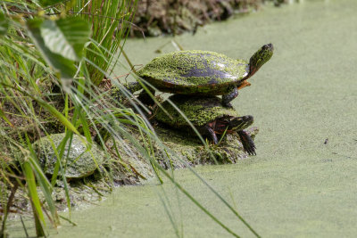 Painted Turtles