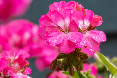 pink geranium