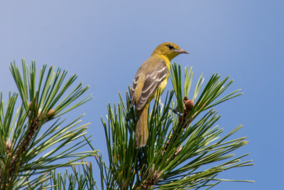 female Orchard Oriole