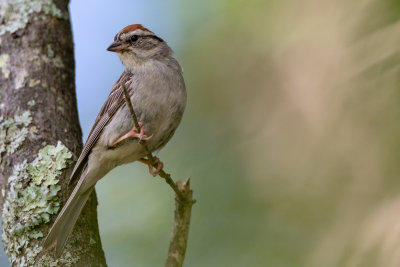 Chipping Sparrow