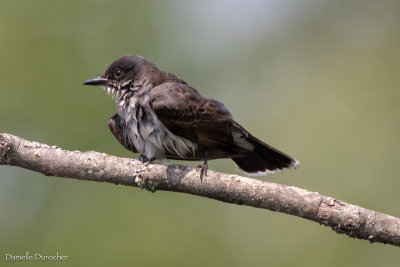 juvenile Eastern Kingbird