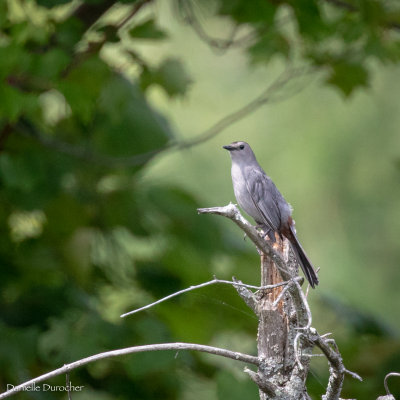 juvenile Gray Catbird