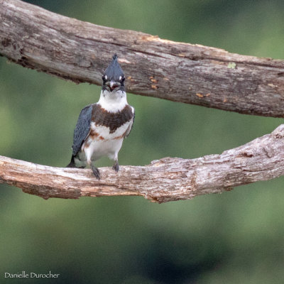 female Belted Kingfisher