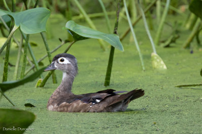  female Wood Duck