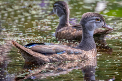 immature male wood ducks