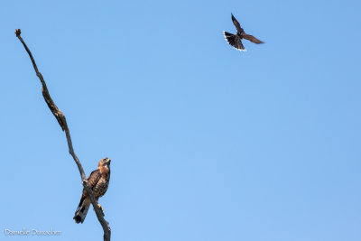 Broad Winged Hawk and Eastern Kingbird