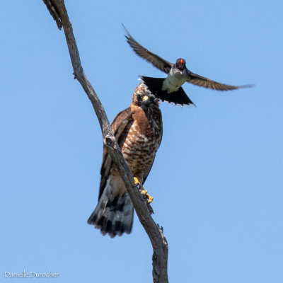 broad winged hawk and aggressive eastern kingbird