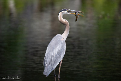Great Blue Heron