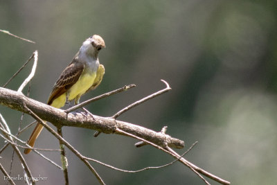 Great Crested Flycatcher