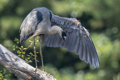 Great Blue Heron