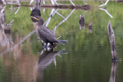 Double-crested cormorant